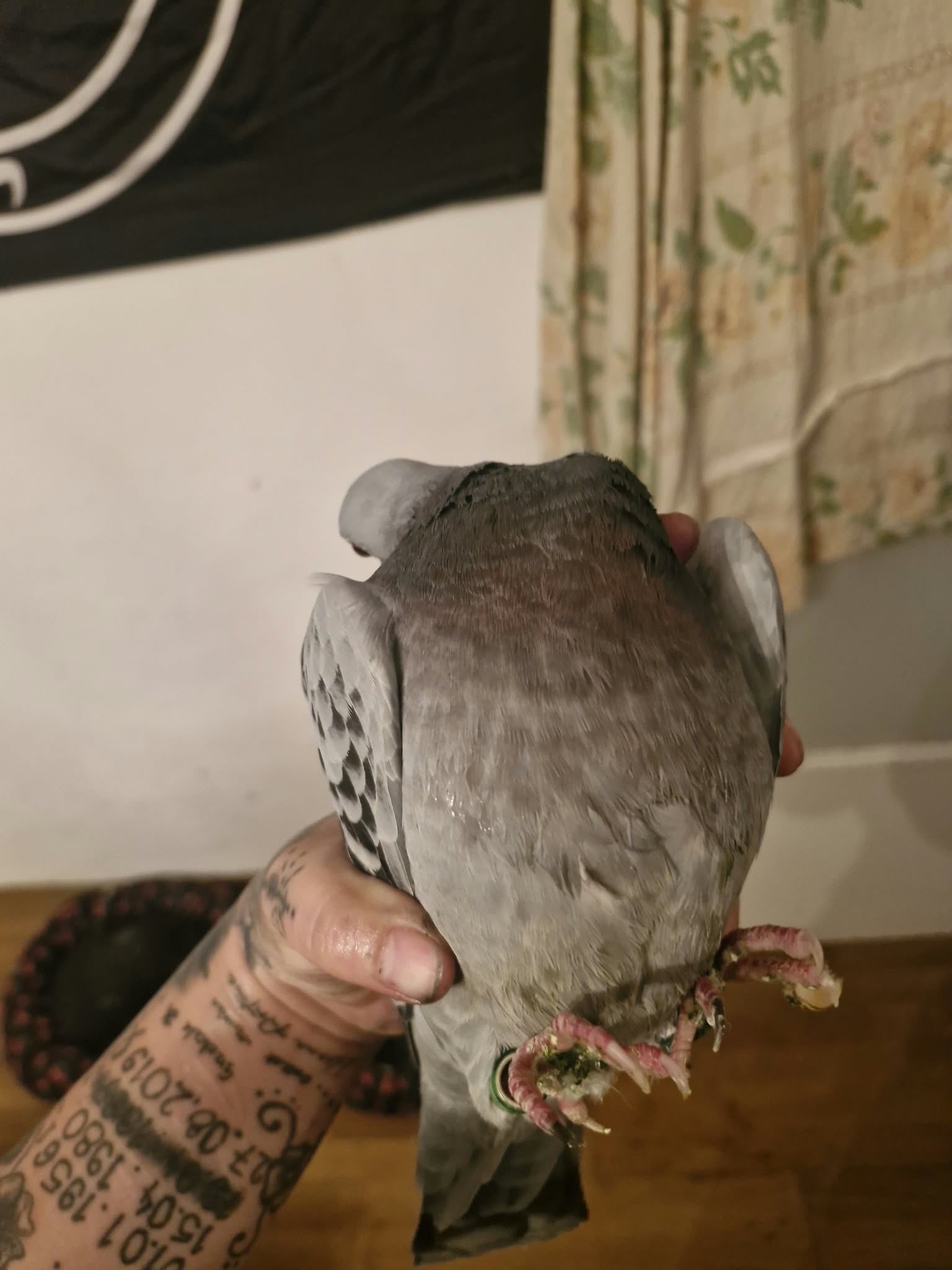 Akacja