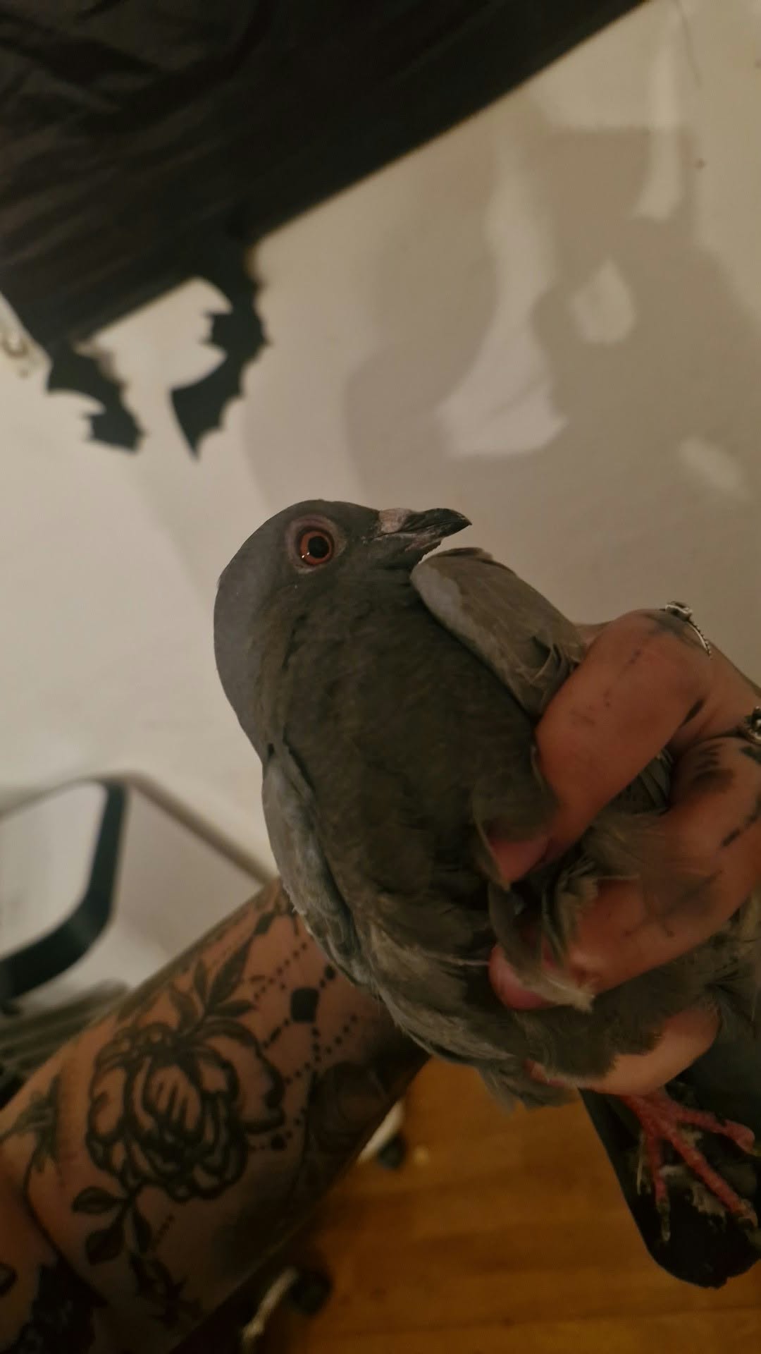 Bruno
