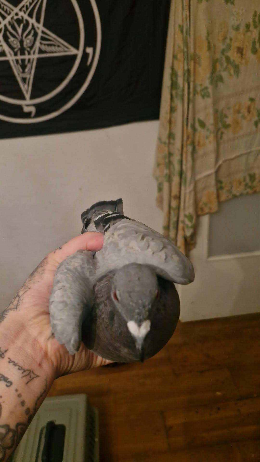 Pawełek
